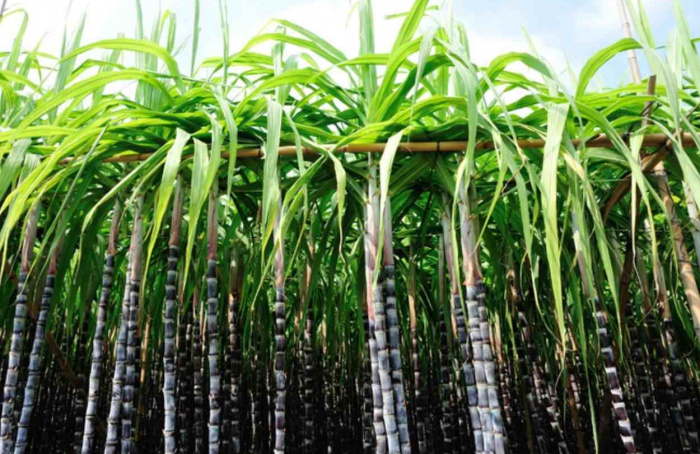 Zoneamento de Risco Climático da cana é revisado e atualizado