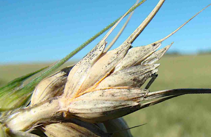Quitosana mostra potencial contra giberela em trigo