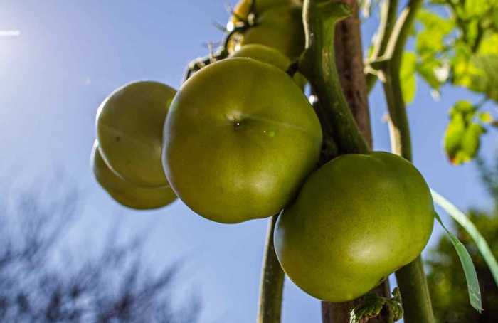 Peptídeos induzidos pelo frio protegem pólen e produtividade