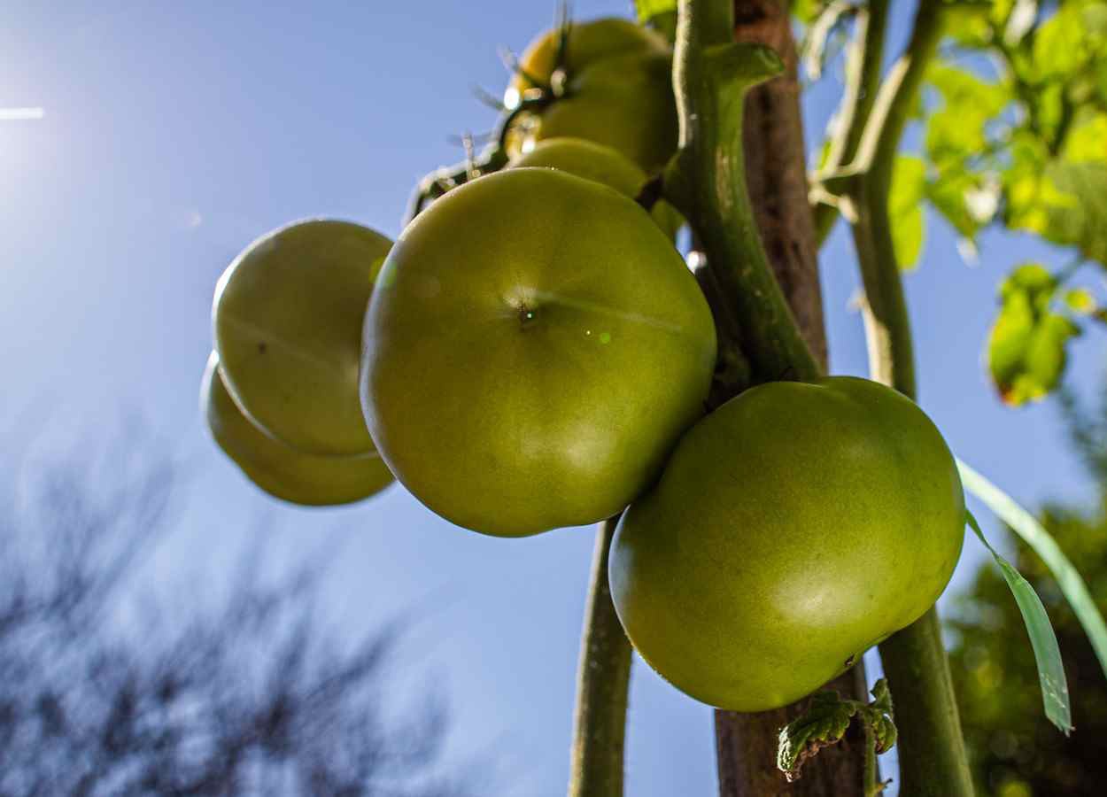 Peptídeos induzidos pelo frio protegem pólen e produtividade