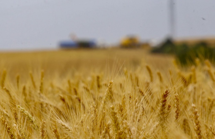 Plantio do trigo é concluído no Paraná