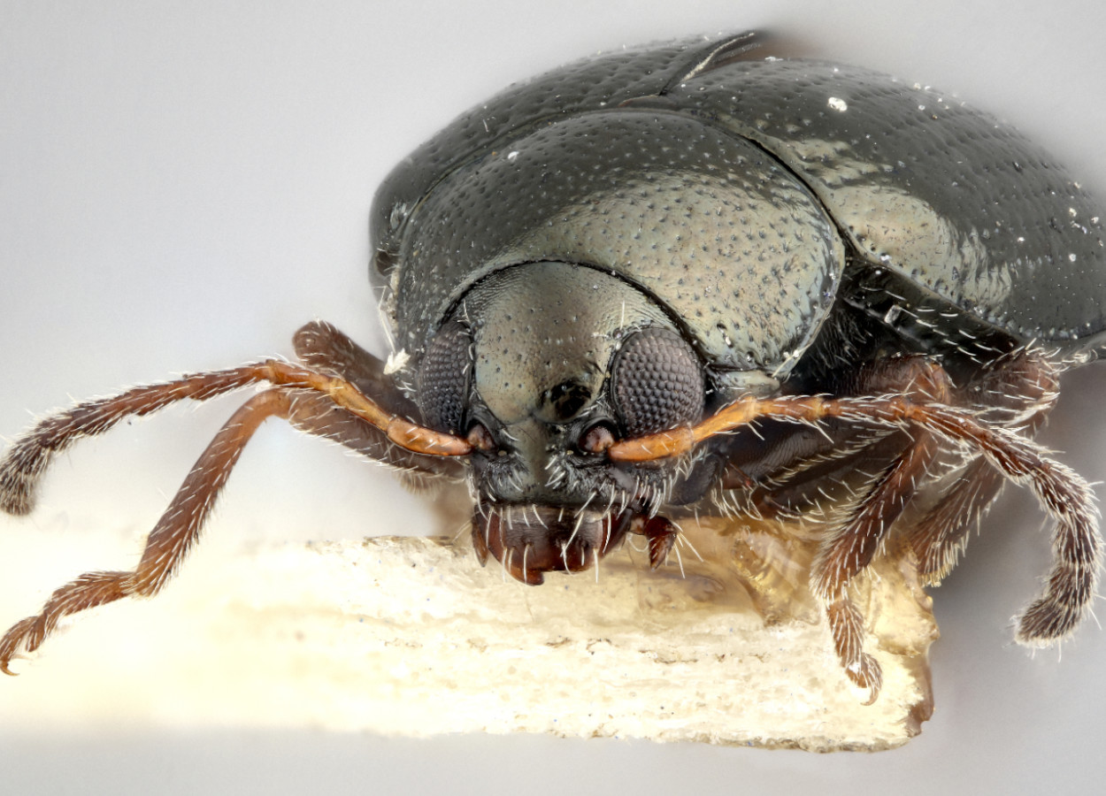 Foto:&nbsp;Paul Langlois / USDA APHIS PPQ - Bugwood