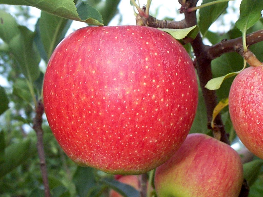 Serra catarinense inicia colheita da maçã