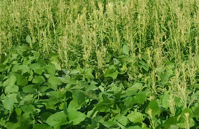 Entressafra abre janela para controle de plantas daninhas