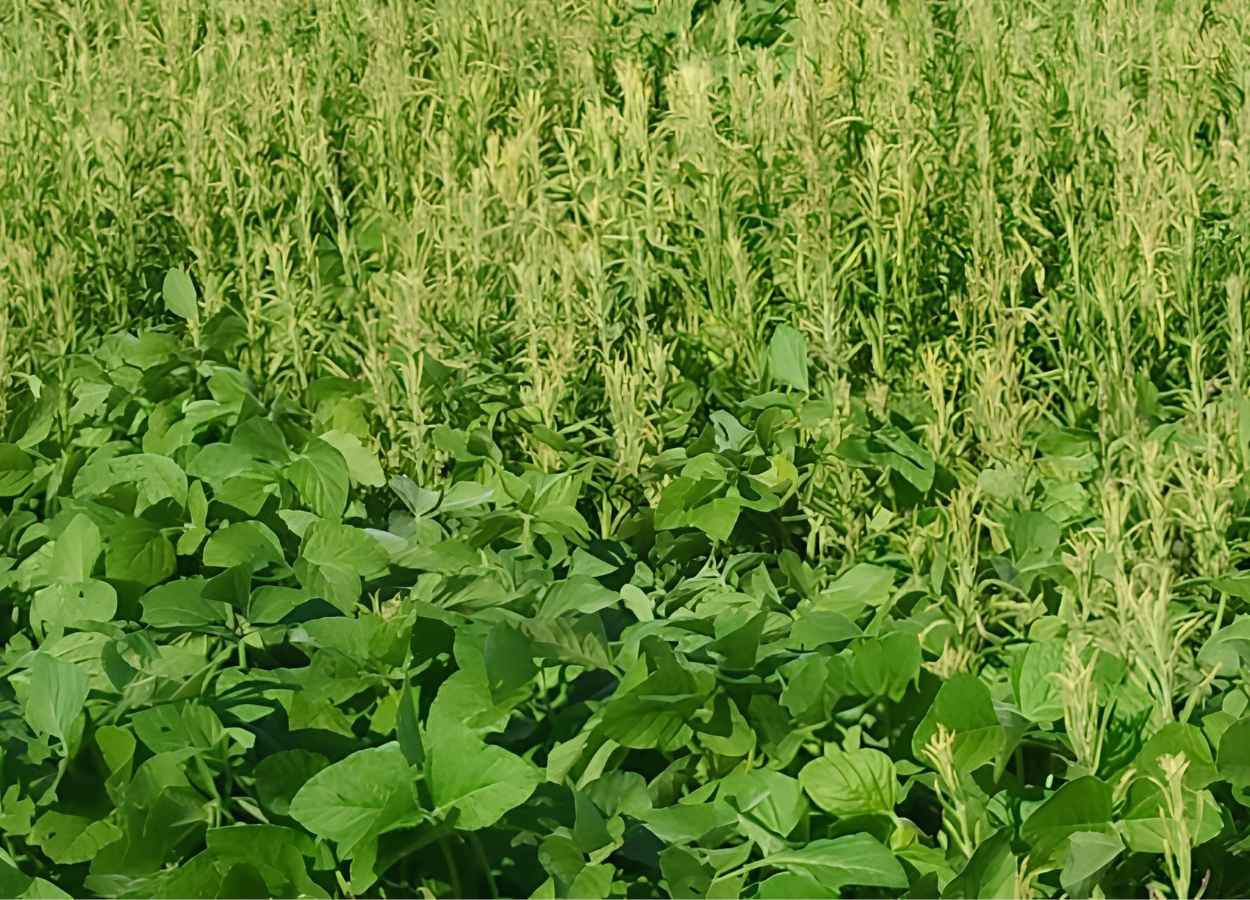 Off-season opens a window for weed control.