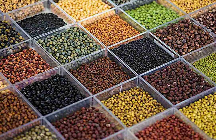 Sojas diferentes do padrão comercial serão demonstradas pela Embrapa