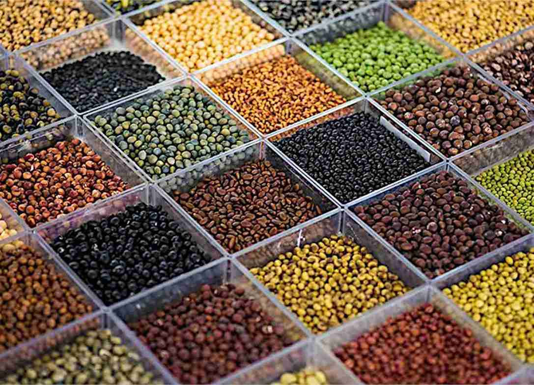 A riqueza do Banco Ativo de Germoplasma está diretamente ligada à segurança genética da cultura