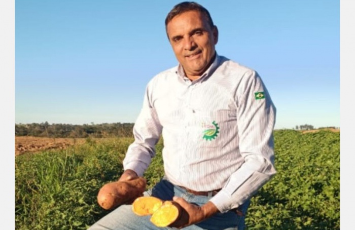 Pesquisa paulista leva batata-doce biofortificada aos produtores