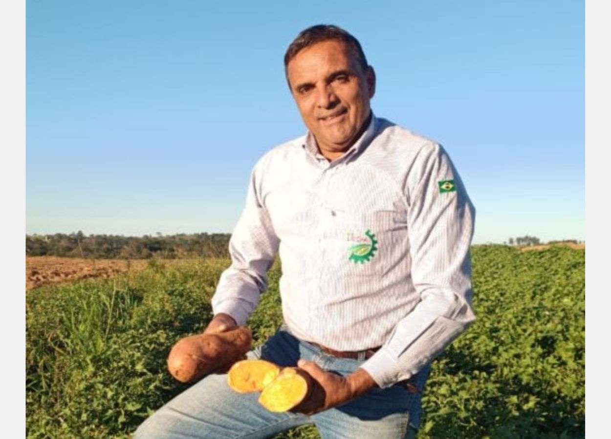 Des recherches menées à São Paulo permettent de fournir aux producteurs des patates douces biofortifiées.