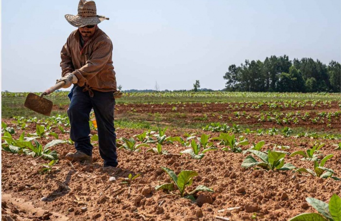 Emprego no agro paulista cresce e soma 4,34 milhões em 2024