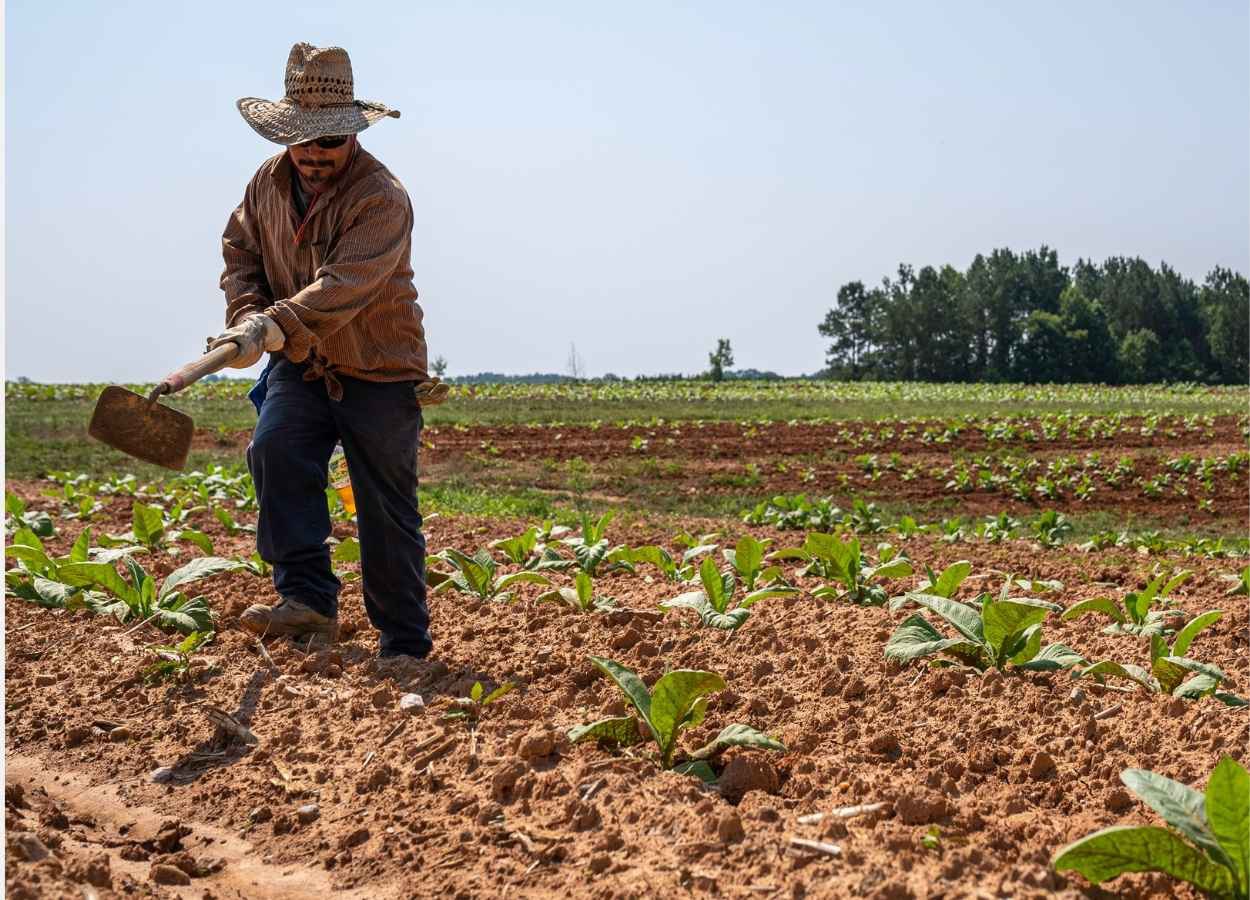 Alta de 0,3% é puxada pela agroindústria, que compensa perdas nos demais segmentos