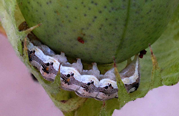 Inibidores vegetais desafiam digestão de insetos
