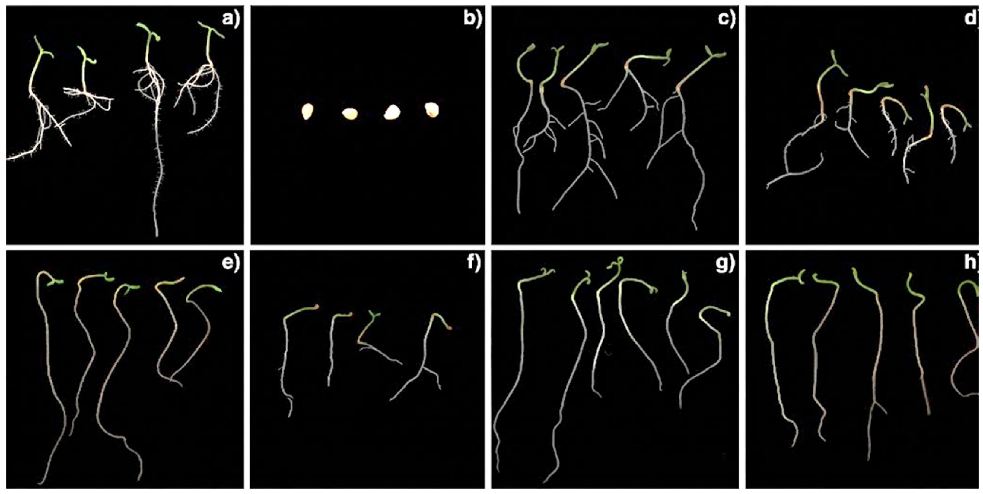 Sementes e plântulas de tomate após 14 dias de germinação: (a) controle; (b) sementes expostas a estresse salino sem *priming* (100 mM NaCl); e plântulas provenientes de sementes submetidas a tratamentos de *priming* seguidos de exposição a estresse salino (100 mM NaCl): (c) 25 mM KNO3; (d) 50 mM KNO3; (e) PEG 6000 a −0,4 MPa; (f) PEG 6000 a −0,8 MPa; (g) 0,1 mM SNP; (h) 0,2 mM SNP -&nbsp;DOI 10.3390/seeds5040043