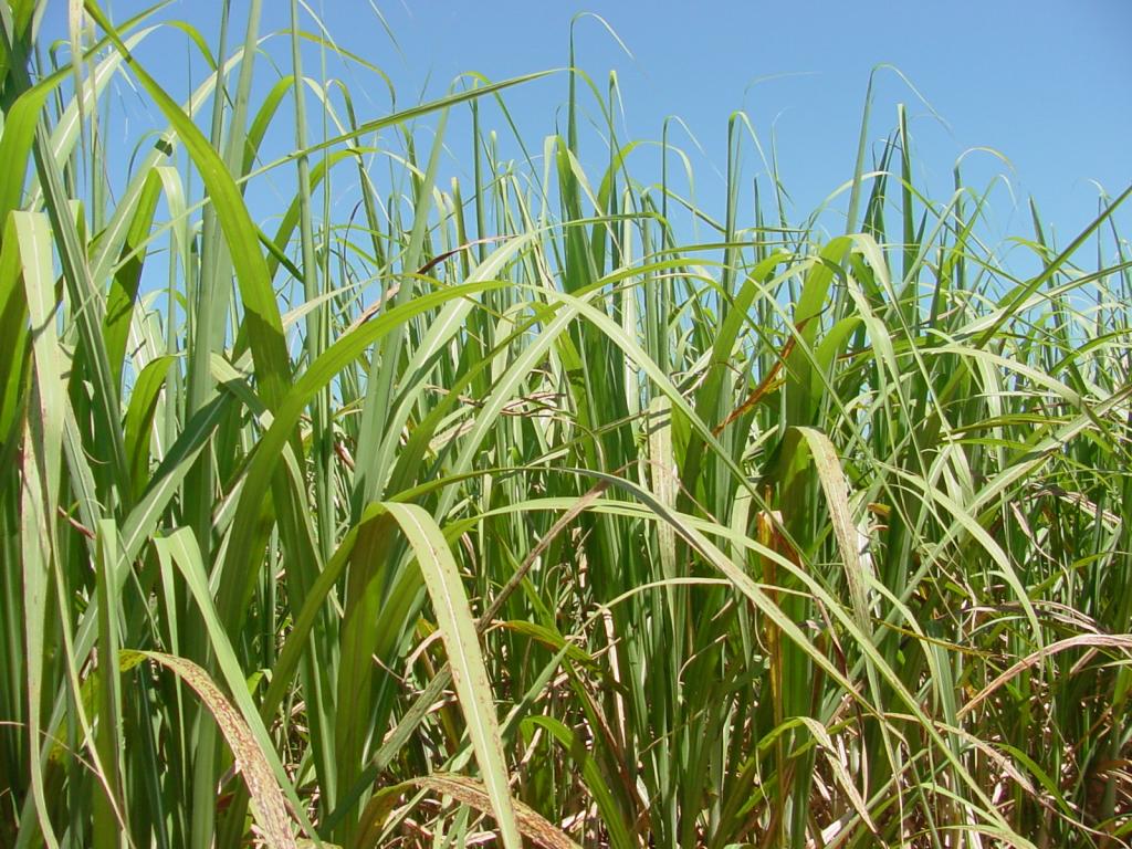 Pesquisas das safras de cana em MG iniciam na próxima semana