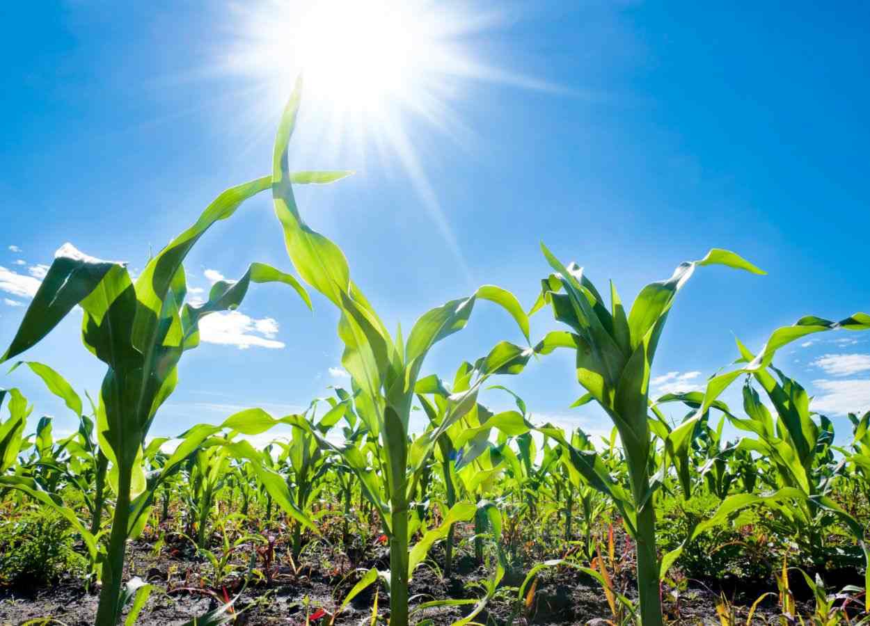 Trimestre de julho a setembro terá clima seco e quente
