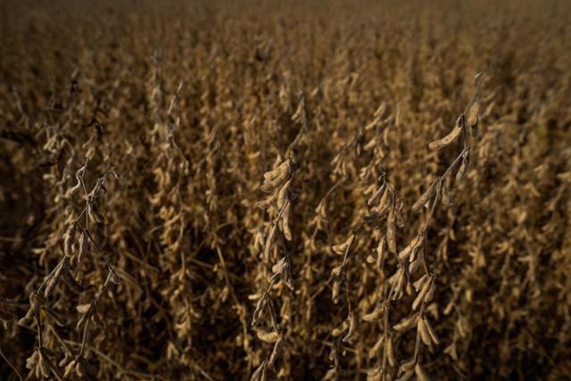 Herbicidas Enlist Colex-D reduzem o potencial de deriva em até 90% nas lavouras de soja e milho