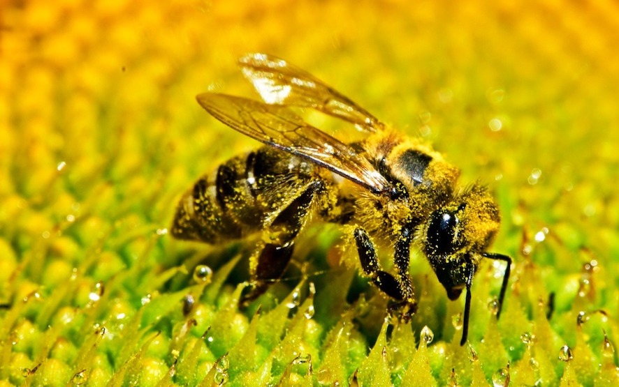 Telefones celulares prejudicam as abelhas?