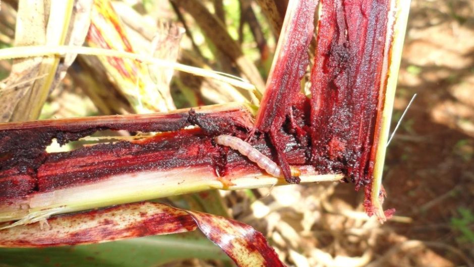 Diatraea saccharalis; foto: Simone Mendes e Otavio Araujo