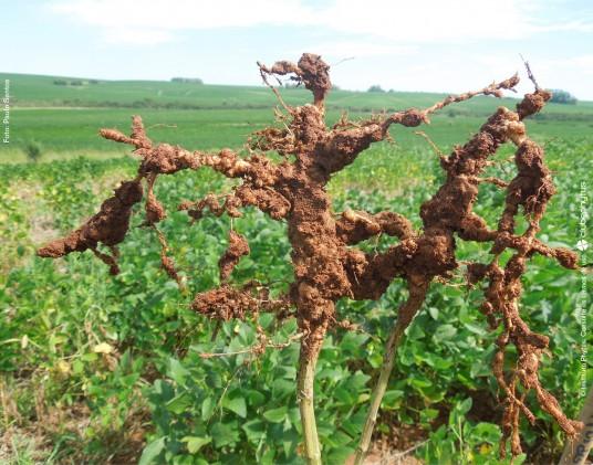 Adubação Verde auxilia no controle de nematoides na cultura da soja
