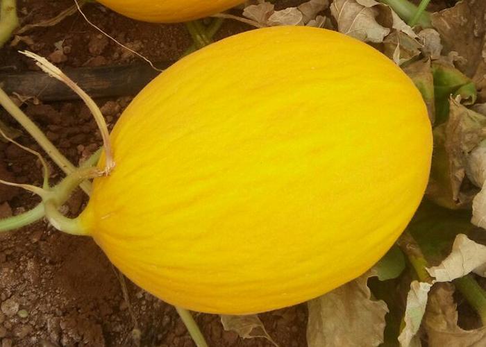 Híbrido de melão amarelo é resistente a fungo de solo