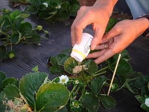 Projeto vai promover manejo integrado de pragas na produção de hortaliças do Distrito Federal