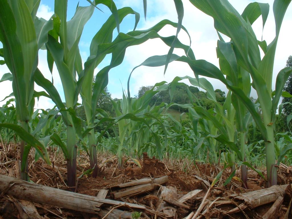 Dia de Campo Safrinha da Embrapa será dia 16 de junho em Vilhena, RO