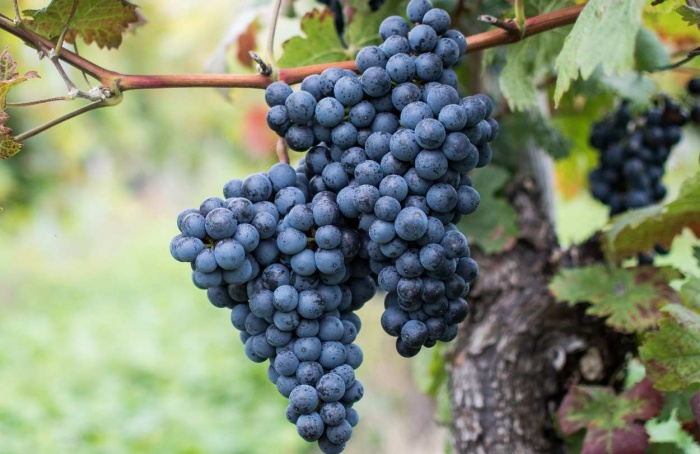 Abertas as inscrições para Dia de Campo da Embrapa Uva e Vinho