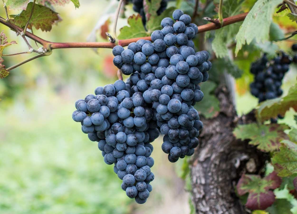 Abertas as inscrições para Dia de Campo da Embrapa Uva e Vinho