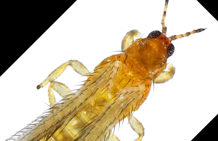 Controle com RNA duplica mortalidade de Frankliniella occidentalis