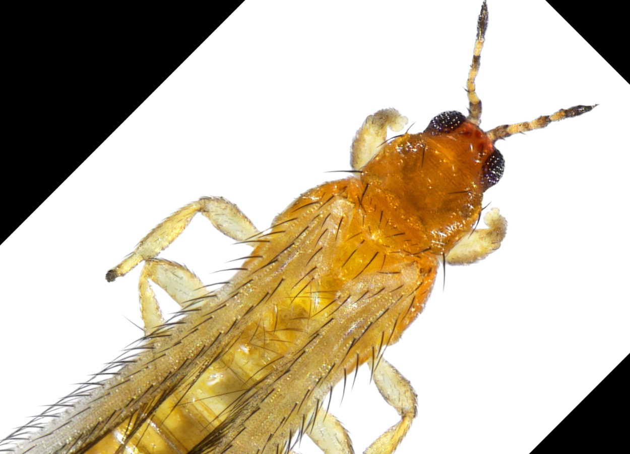 Controle com RNA duplica mortalidade de Frankliniella occidentalis