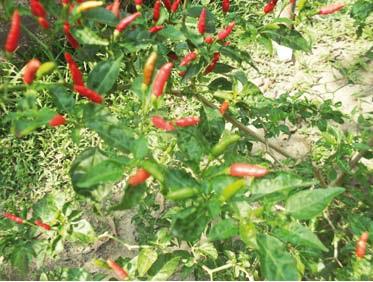 Manejo das viroses que atacam a produção brasileira de pimenta