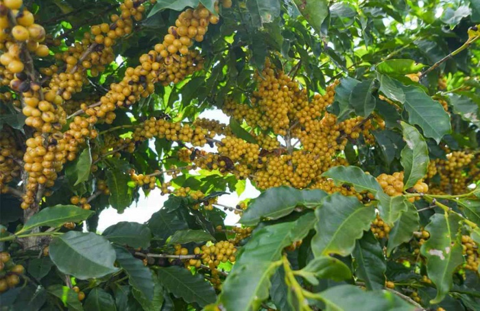 Colheita de café chega a 18% na área da Expocacer