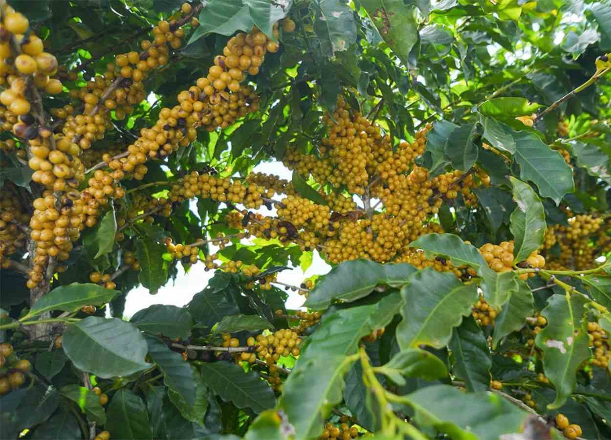 Colheita de café chega a 18% na área da Expocacer
