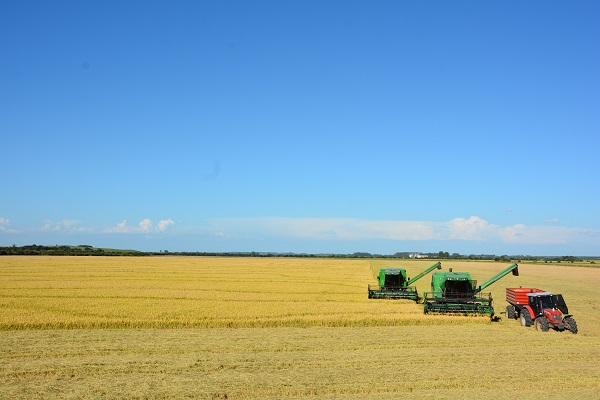 O que justifica a alta produtividade de arroz no Sul do Brasil?