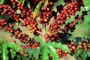 Bayer fomenta Concurso de Cafés Campeões da Expocaccer