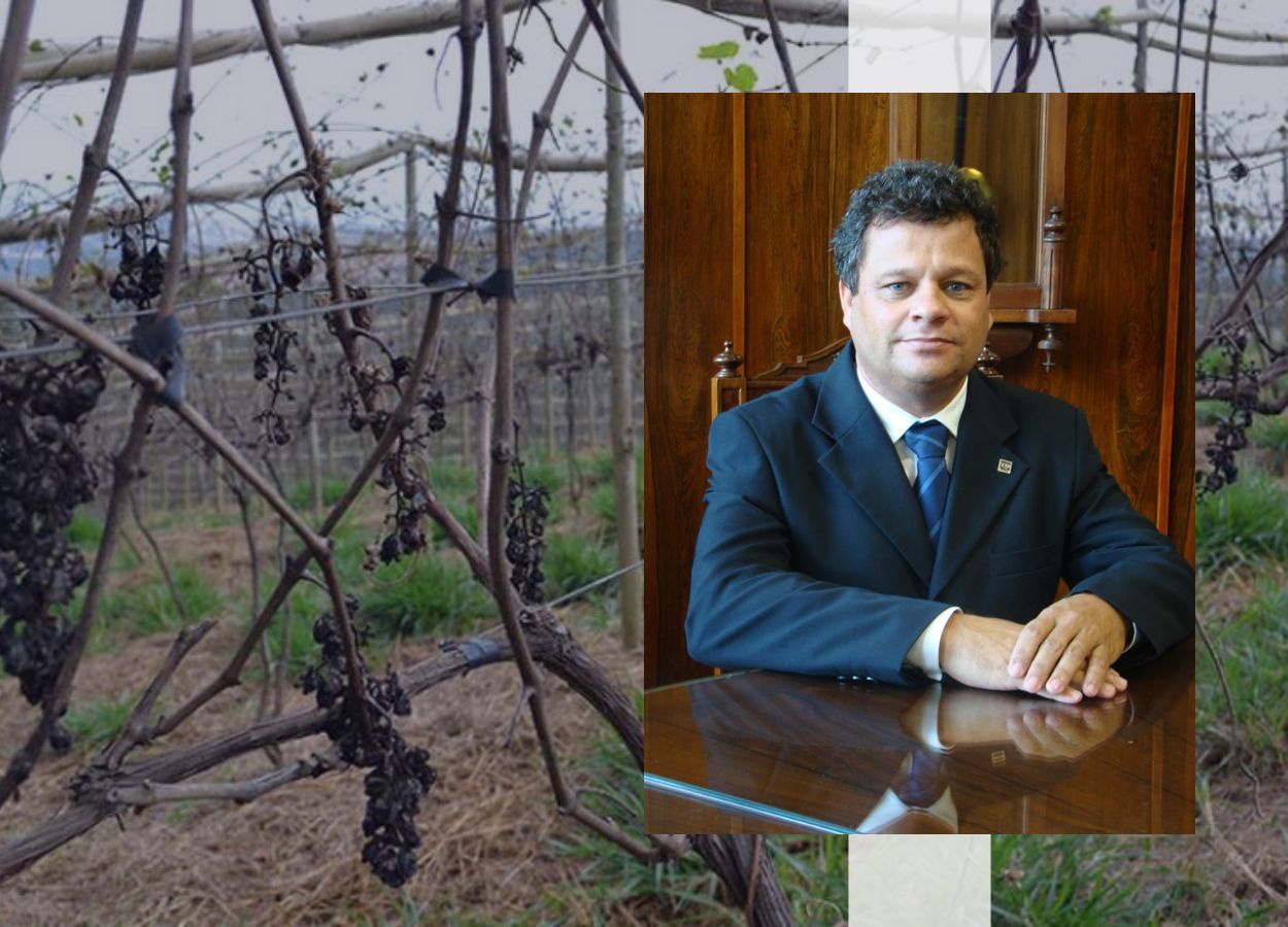 Treatment against grape ripe rot advances at IAC