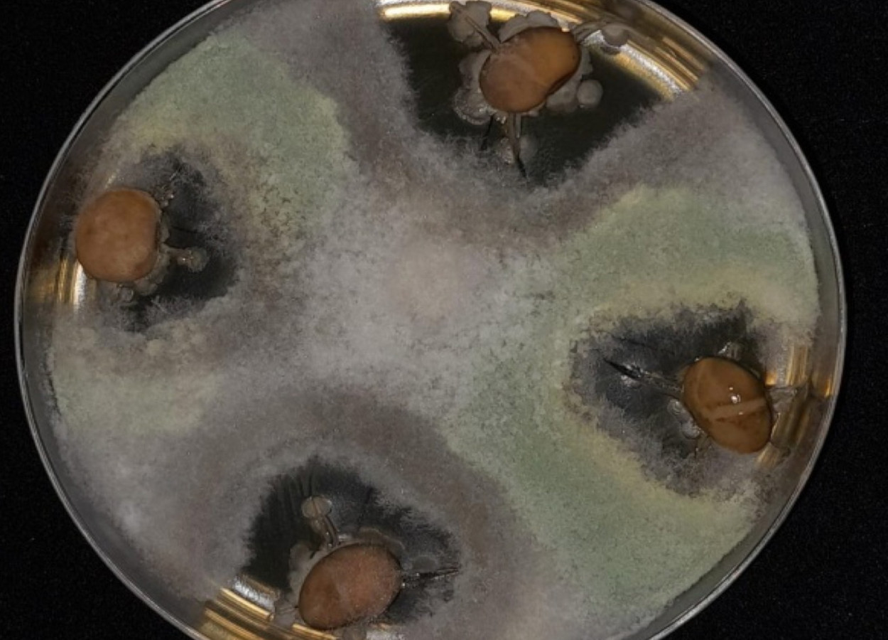 Sinergia de produtos: semente tratada com Bacillus e Trichoderma, onde se colocou um fungo no meio da placa. <i>Trichoderma</i> pela ação de competição foi no encontro do fungo; <i>Bacillus</i> por ser dependente de material vivo, ficou em torno da semente - Foto: Sérgio Miguel Mazaro