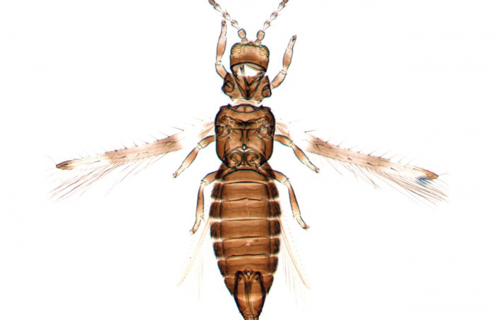 Primeiro registro de tripes-praga da soja é identificado no Acre