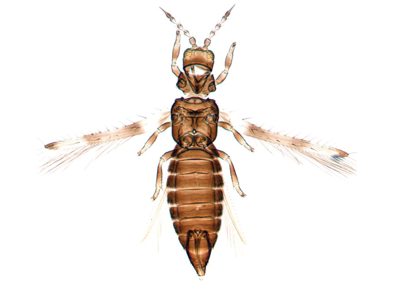 Primeiro registro de tripes-praga da soja é identificado no Acre