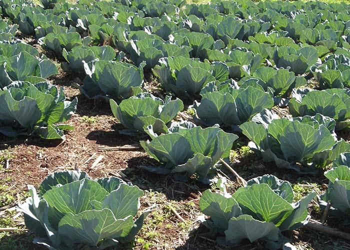 Plantio direto tem potencial para sequestrar carbono na produção de hortaliças