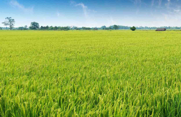 Arroz: semeadura chega a 96,52% da área de intenção no Rio Grande do Sul