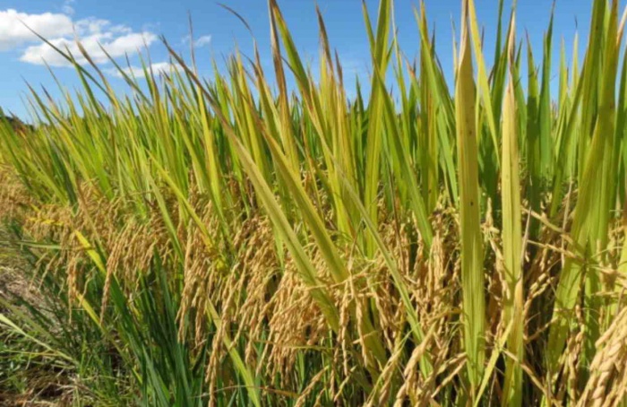 SC Safra 2025/26: cenário é desafiador para grãos