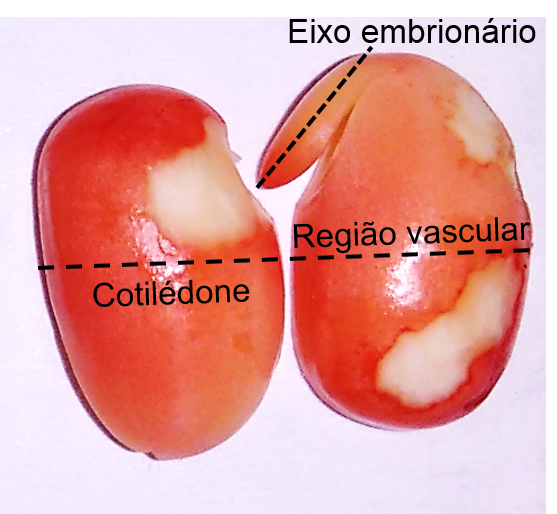 Eixo embrionário do grão de soja e região vascular danificada por picadas de percevejos (cor branca). - Foto: Clérison Perini