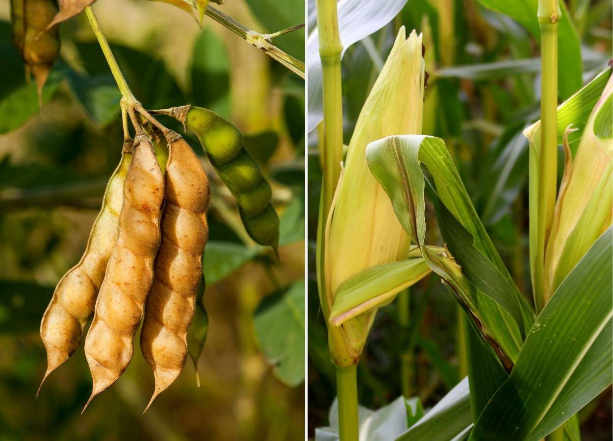 Relatório do Rabobank aponta efeito da safra recorde e avanço da colheita sobre o mercado