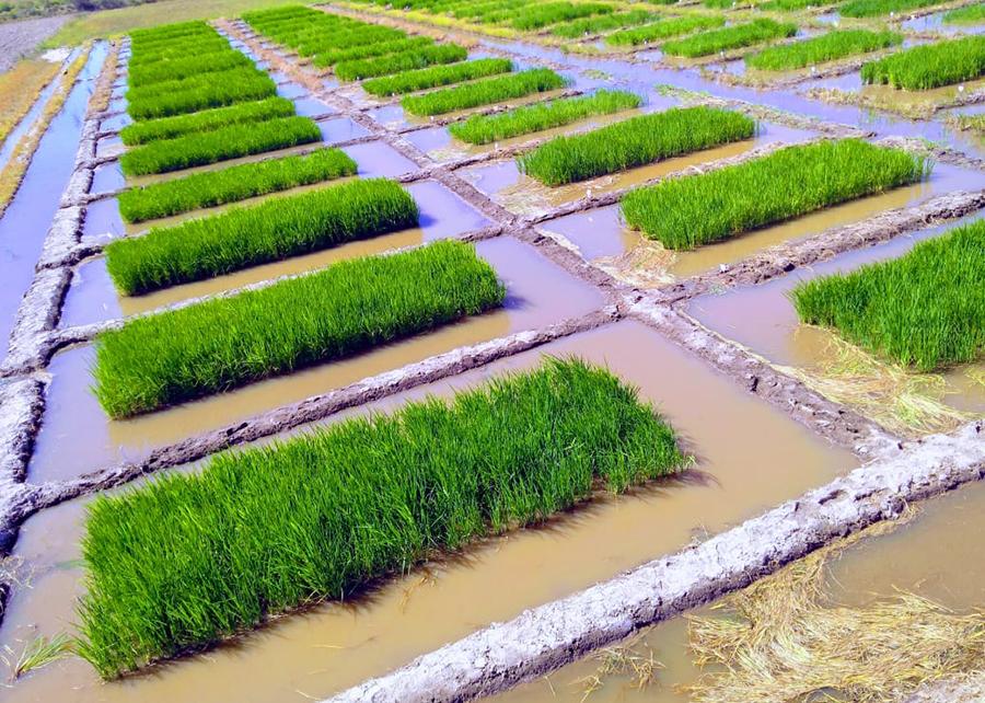 Consórcio de bactérias tem potencial de aumentar em até 30% a produtividade do arroz