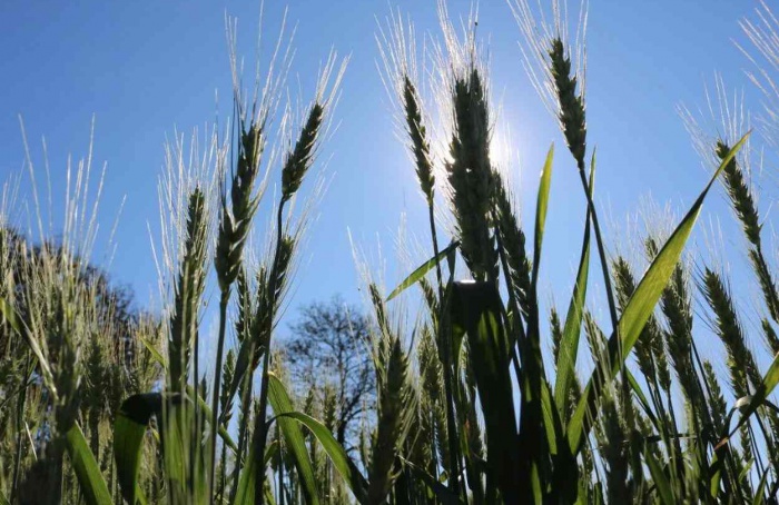 Chuvas impulsionam o desenvolvimento do trigo no Rio Grande do Sul