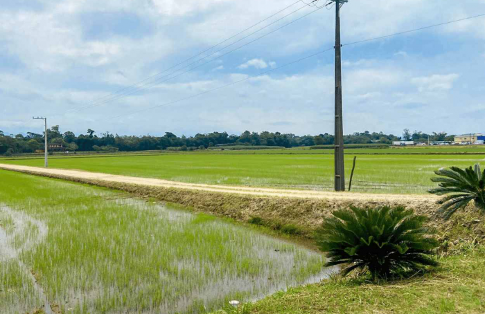 Santa Catarina é líder de cultivo no sistema pré-germinado de arroz