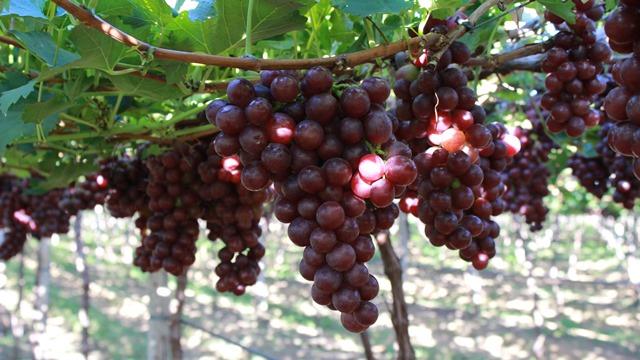 Manejo nutricional auxilia produtores a atingirem índices para exportação de frutas