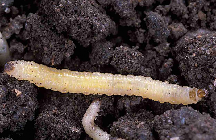 Resistência de Diabrotica virgifera preocupa nos EUA