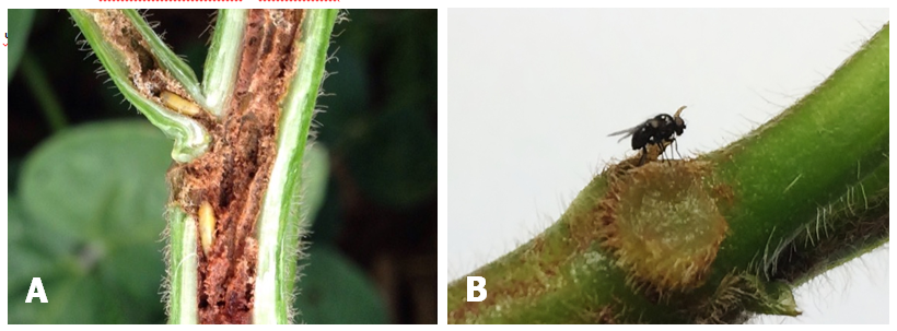 Pupas (A) e adulto (B) de Melanagromyza em soja
